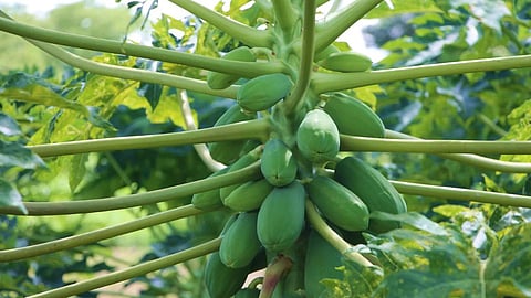 Papaya 
