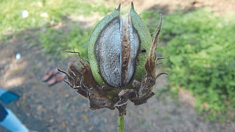 Cotton Disease