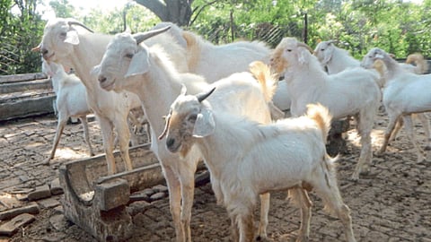 Sangamneri Goat