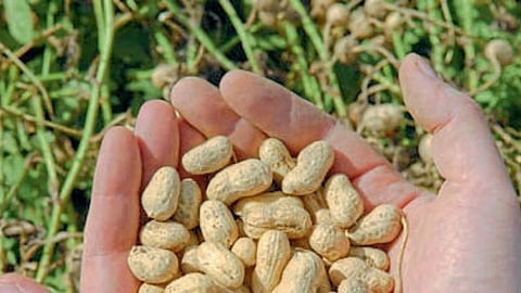 Groundnut 