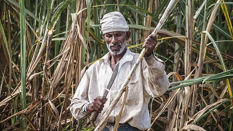 Sugarcane Harvesting 