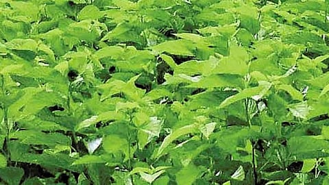 Mulberry Cultivation