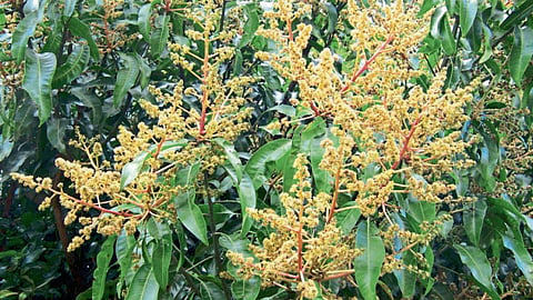 Mango Blossom