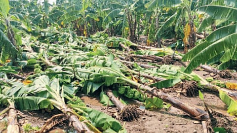 Banana Crop Damage