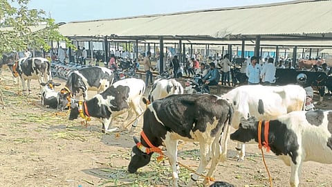 Animal Market