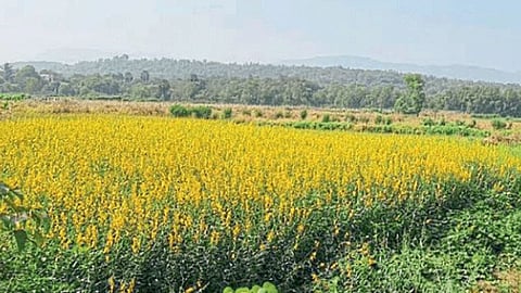 Jute Cultivation 