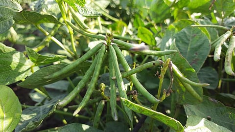 Moong Sowing 