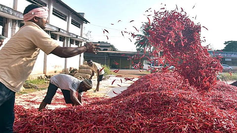 Chilli in Nandurbar