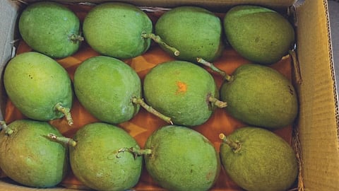 Hapus Mango