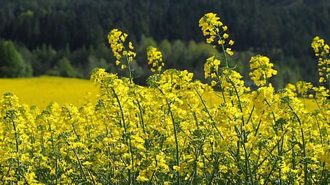 Oil Seed Sowing 