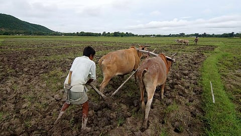 Chana Sowing
