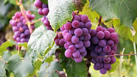 Grape Export