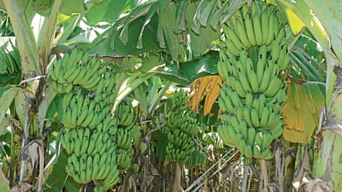 Banana 