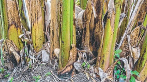 Rope Production