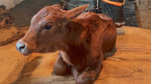 Sahiwal Cow
