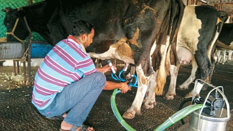 Animal Husbandry