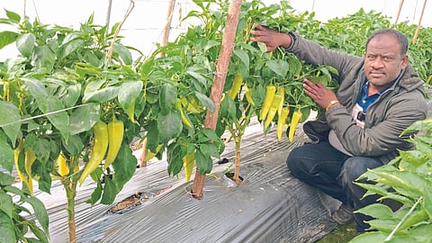 Seed Production