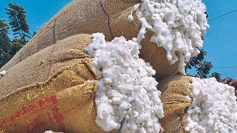 Cotton