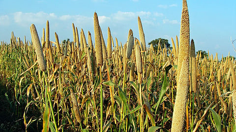 Rabi Crop