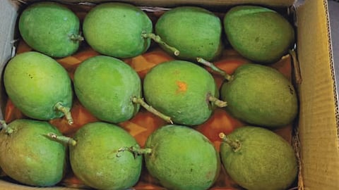 Hapus Mango 