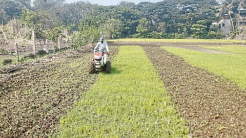 Rice Crop Plantation : दुबार हंगामातील लावणीची लगबग 
