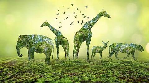 Forest Conservation