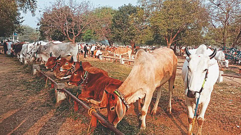 Animal Market 