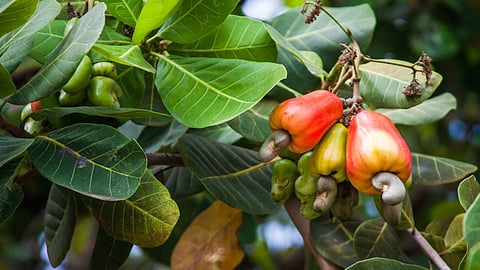 Cashew