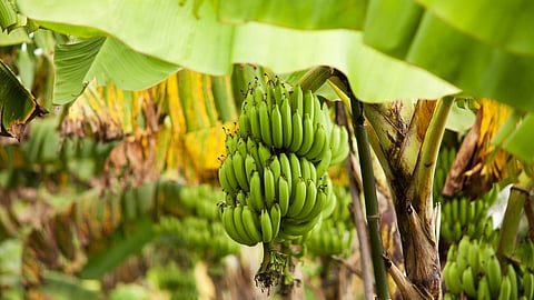 Fruit Crop Management