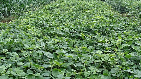Green Fodder