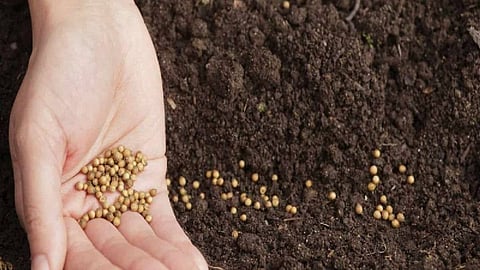 Seed Production