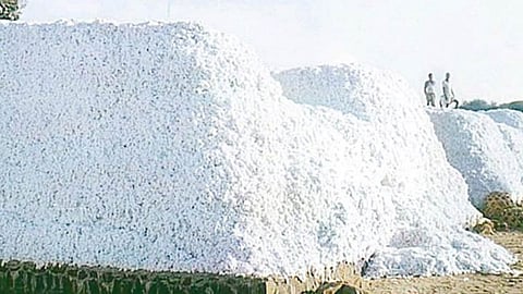 Cotton 
