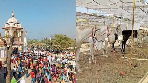 Horse Market