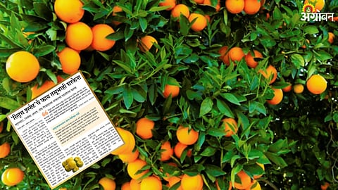 Citrus Estate 