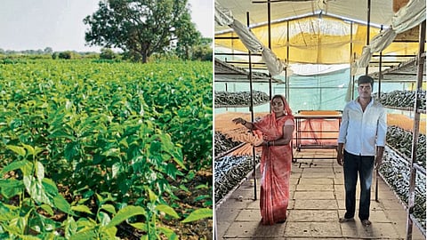 Silk Farming