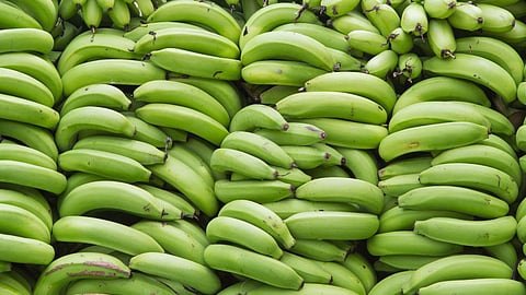 Banana Export