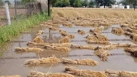 Crop Damage 