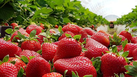 Strawberry Production Satara