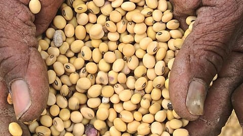Soybean
