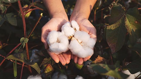 Cotton