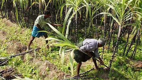 Sugarcane 