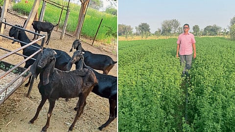 Goat Rearing