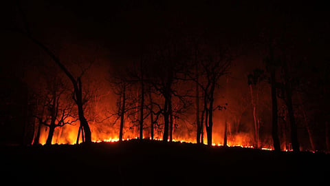 Forest Fire 