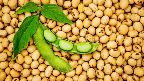 Soybean 