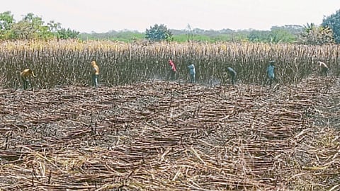 Sugarcane