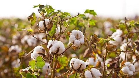 Cotton Production