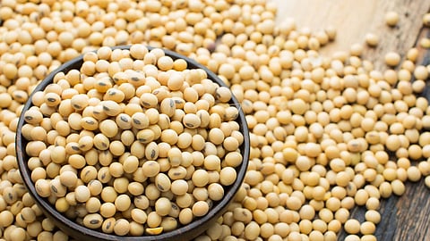 Soybean 