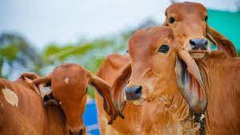 Cow