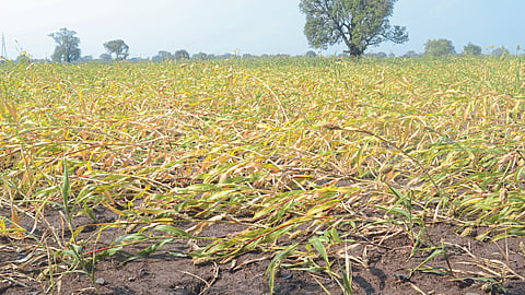 Jowar Crop