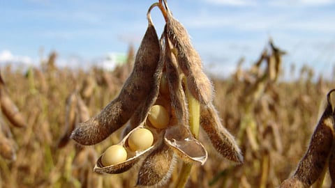 Soybean 